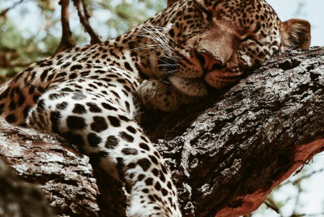 Two Days In The Wild Nyerere National Park