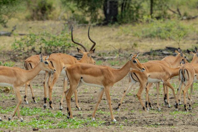 A Day In The Wild Mikumi National Park